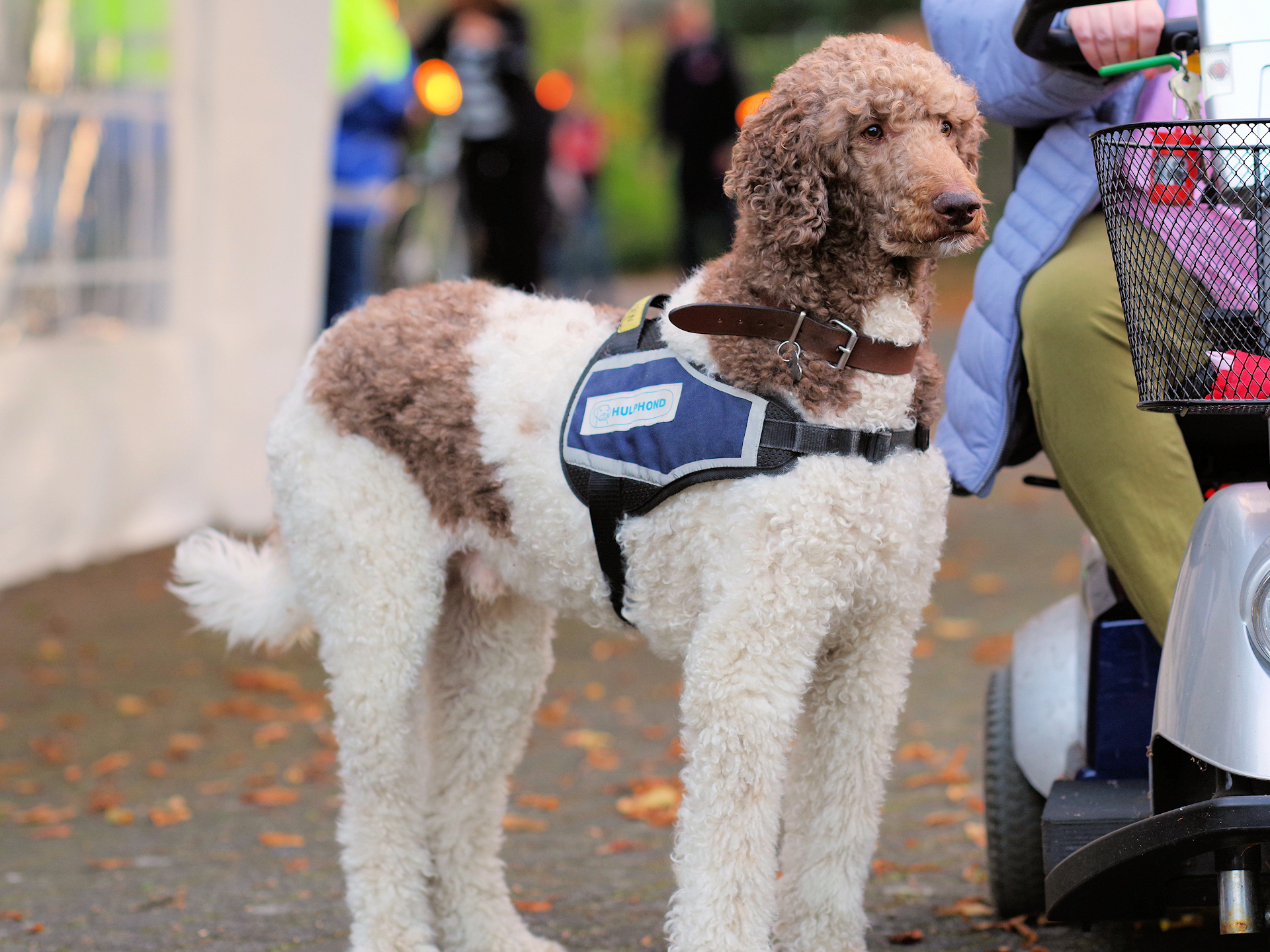 Een hulphond, DE oplossing?
