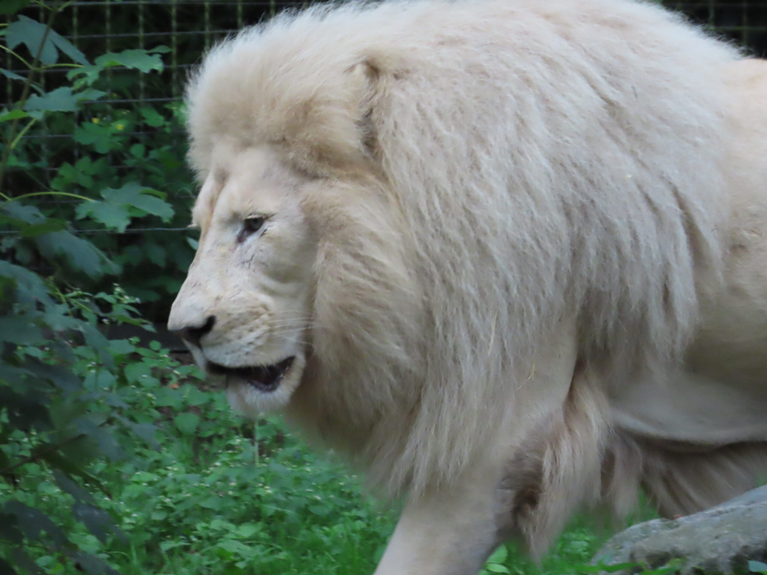 Het lichamelijk trauma