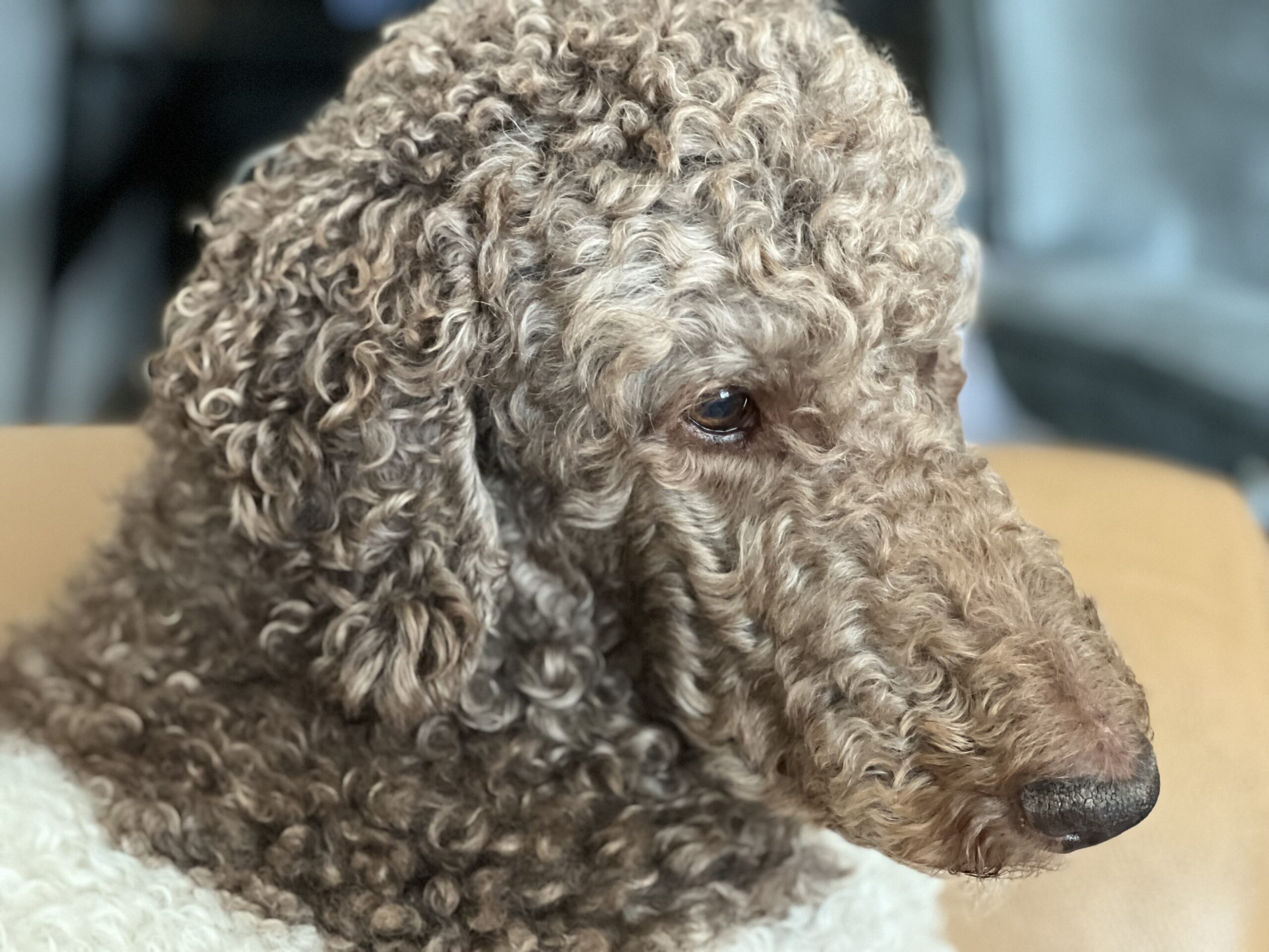 Afscheid Hulphond Dirk