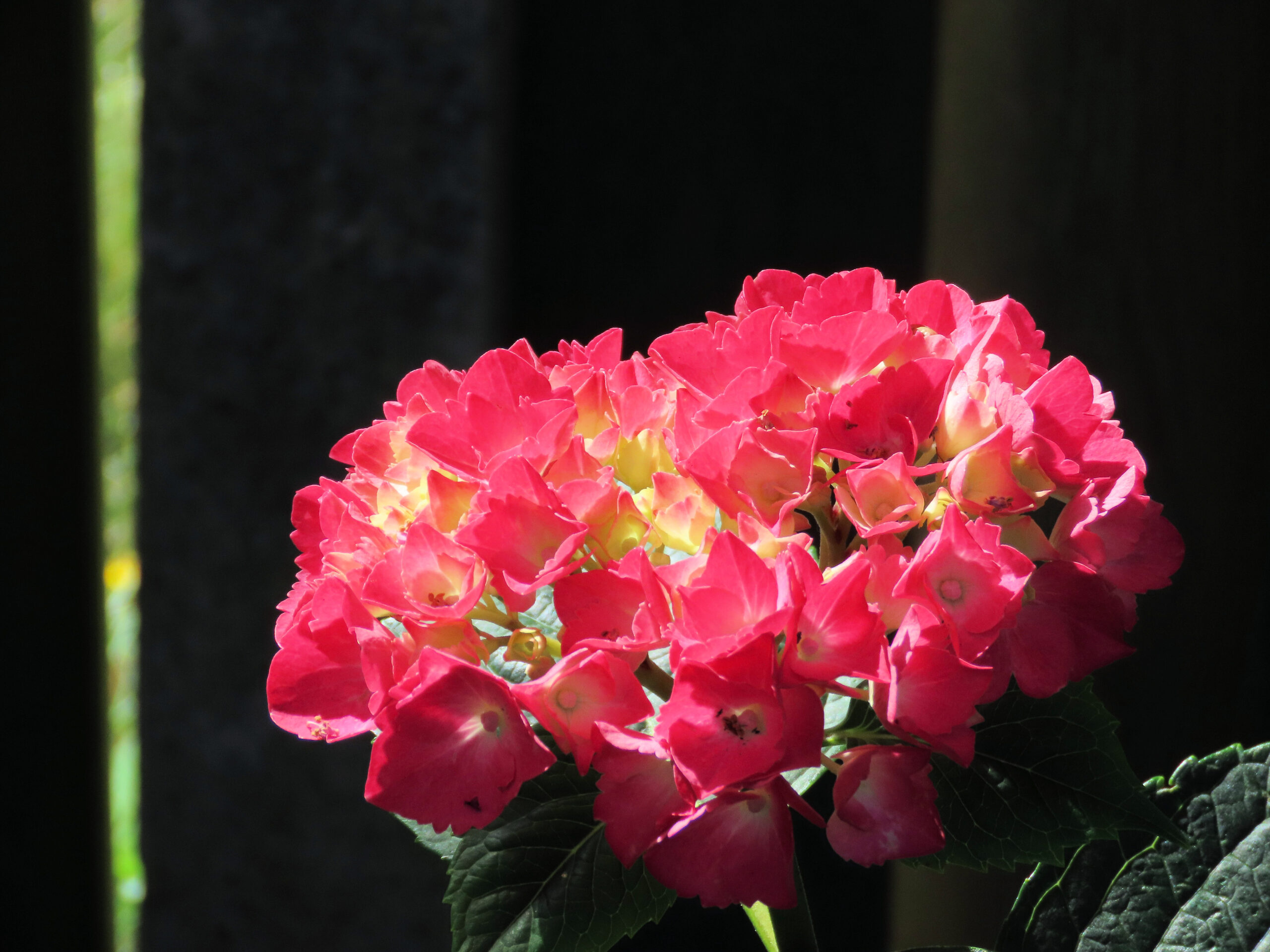 Genitale respons bij seksueel misbruik