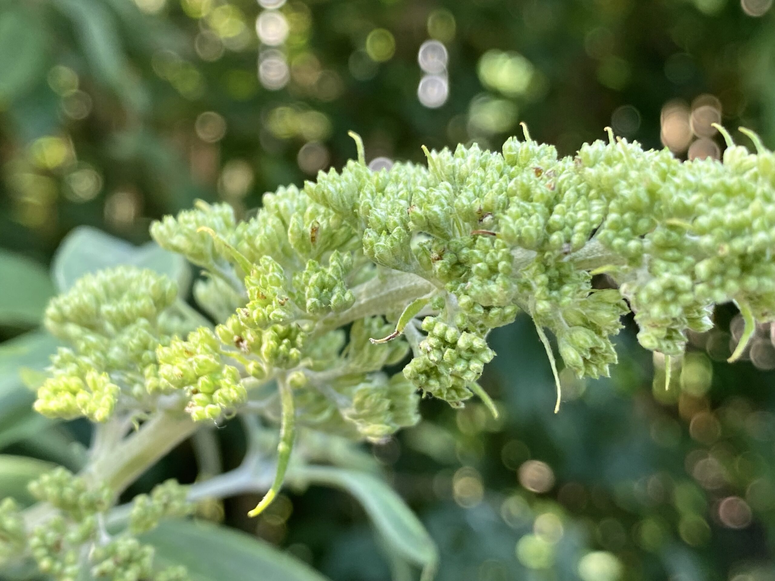 Logeren bij opa en oma