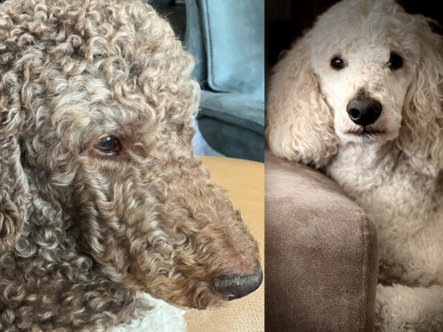 Week van de assistentiehond